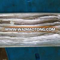 Excellent quality white silver frozen ribbon fish for sale